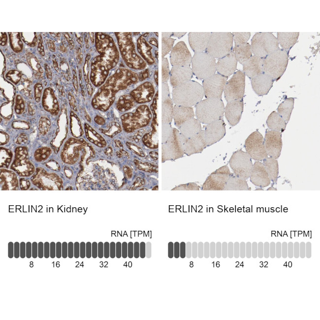 ERLIN2 Antibody