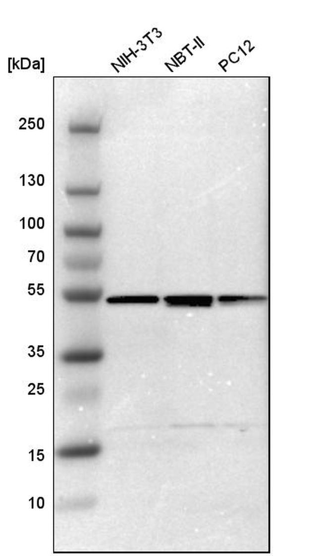 PSMC4 Antibody in Western Blot (WB)