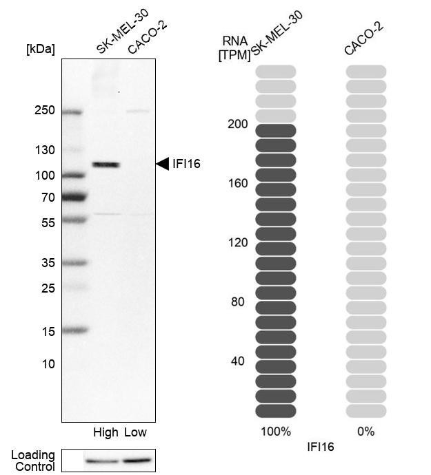 IFI16 Antibody