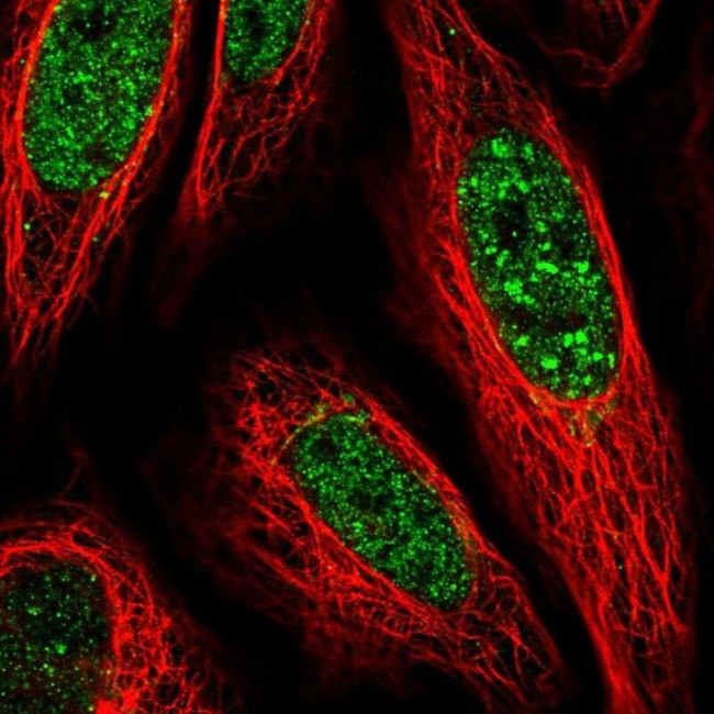 PLSCR4 Antibody in Immunocytochemistry (ICC/IF)