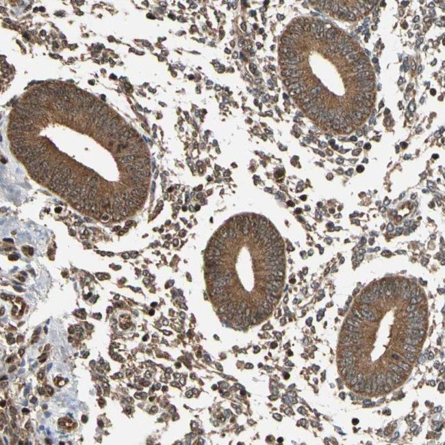 eIF1AX Antibody in Immunohistochemistry (IHC)