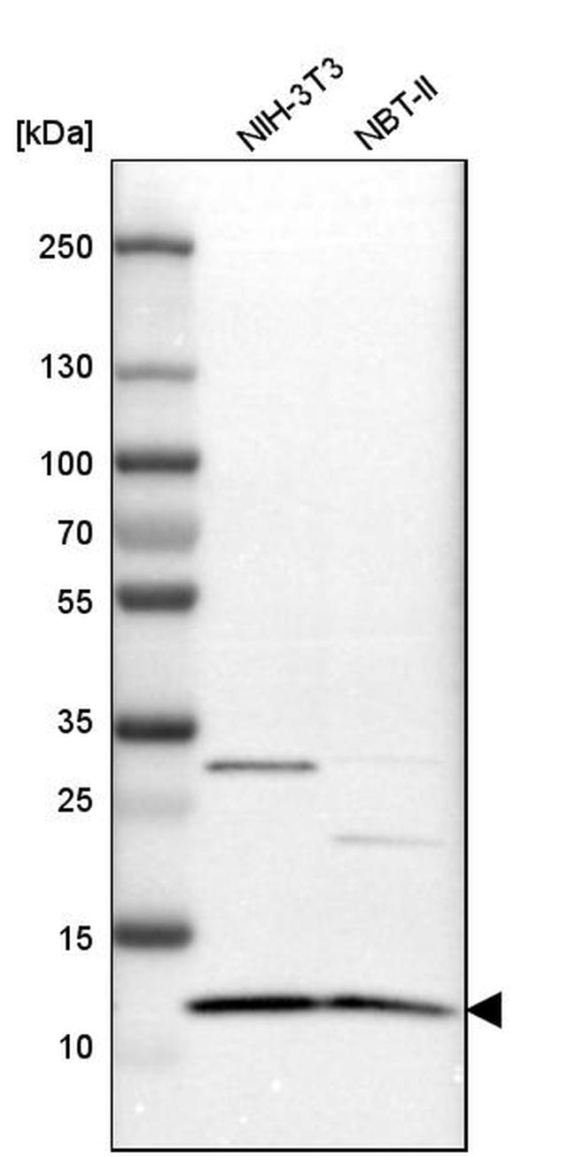 ERH Antibody in Western Blot (WB)