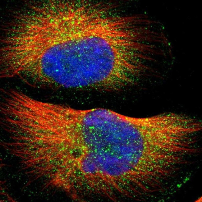 WASH1 Antibody in Immunocytochemistry (ICC/IF)