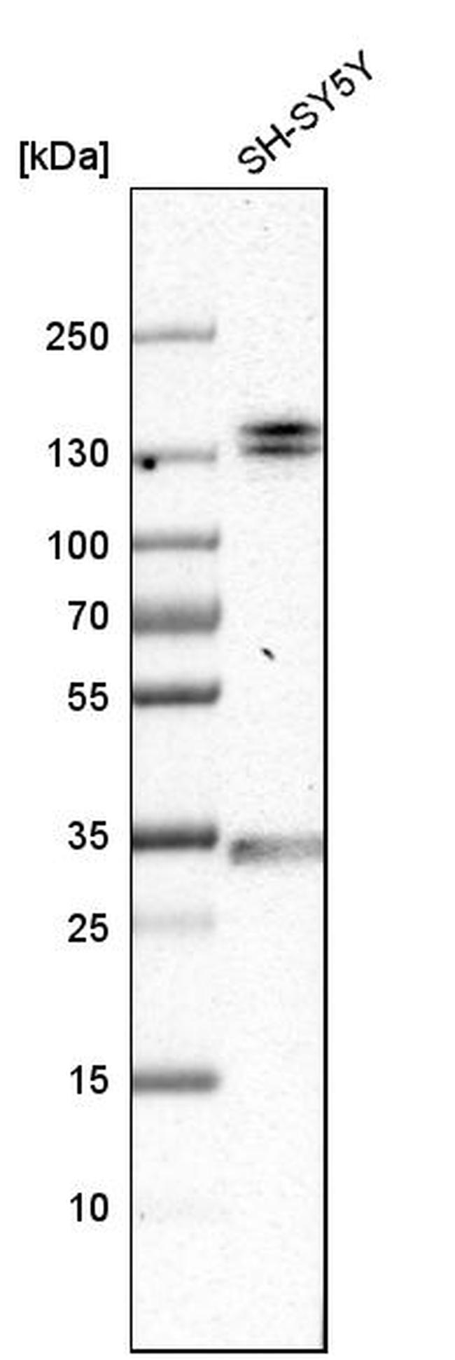 EMILIN1 Antibody in Western Blot (WB)