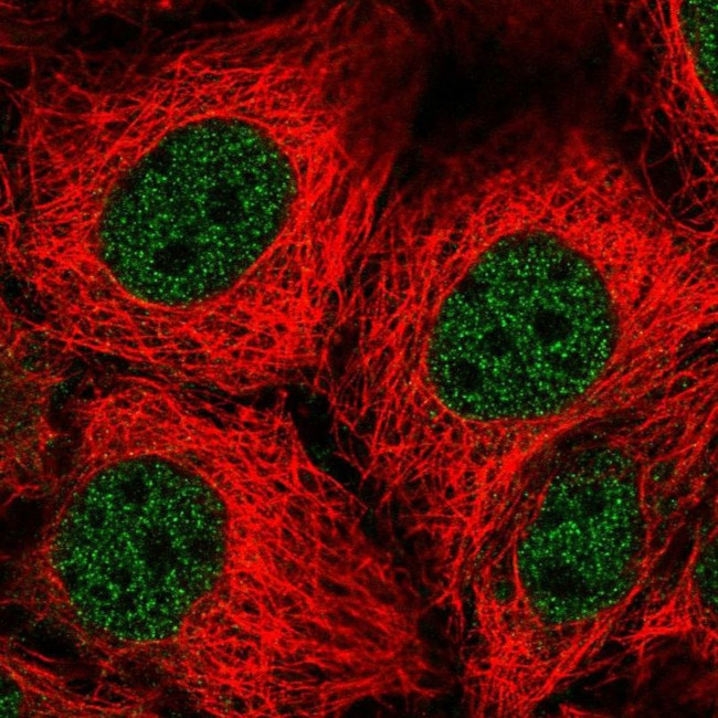 SLC15A1 Antibody in Immunocytochemistry (ICC/IF)