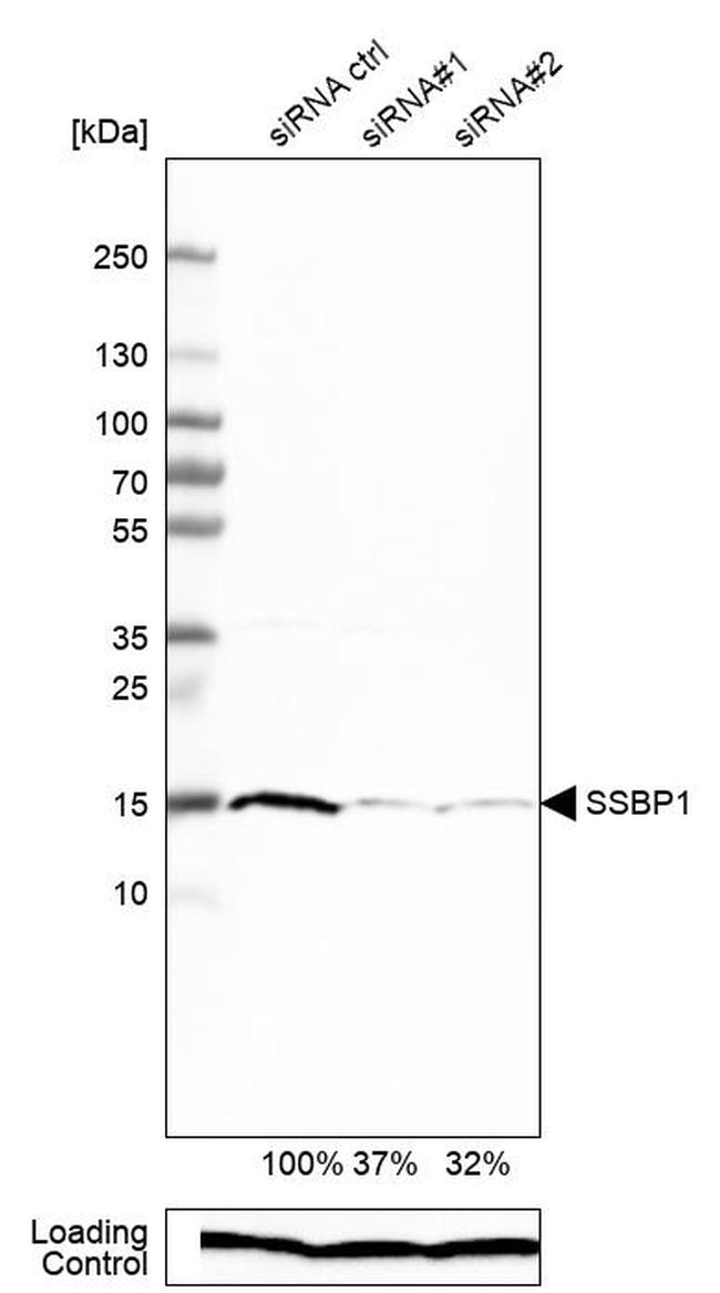 SSBP1 Antibody in Western Blot (WB)