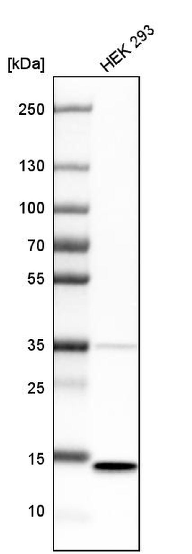 SSBP1 Antibody in Western Blot (WB)