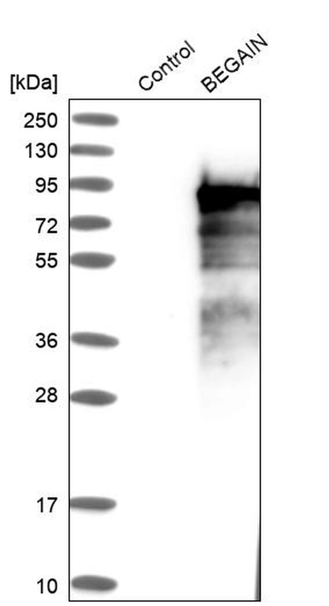 BEGAIN Antibody in Western Blot (WB)