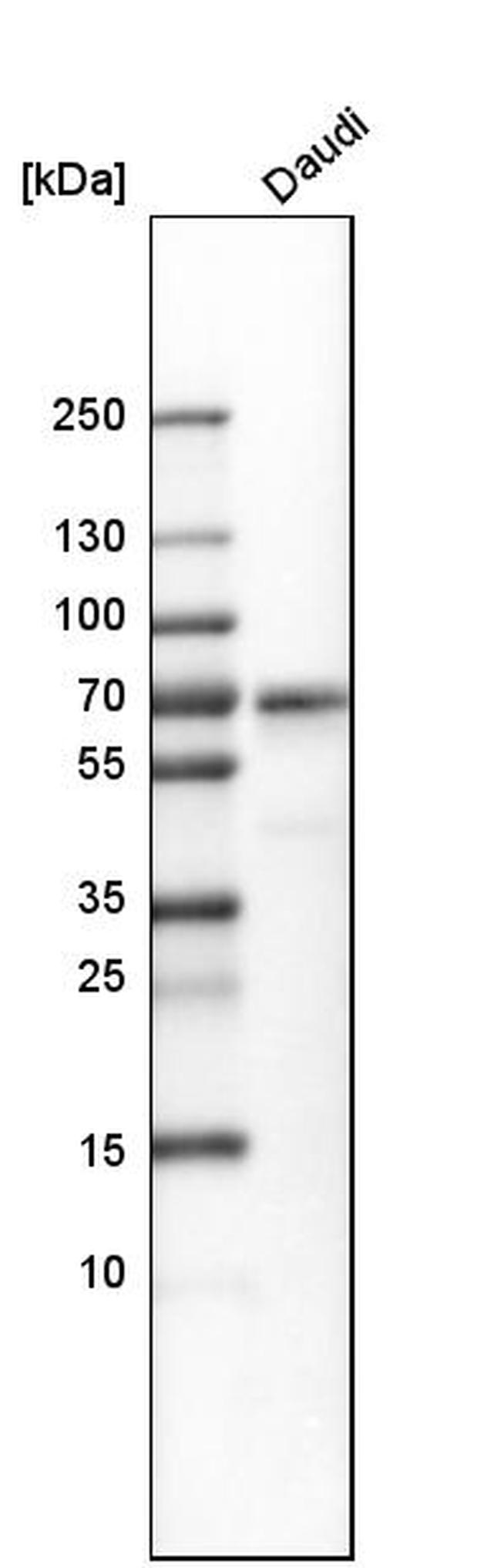 Lrmp Antibody in Western Blot (WB)