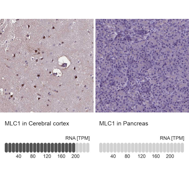 MLC1 Antibody