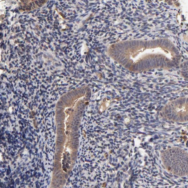 STON2 Antibody in Immunohistochemistry (IHC)