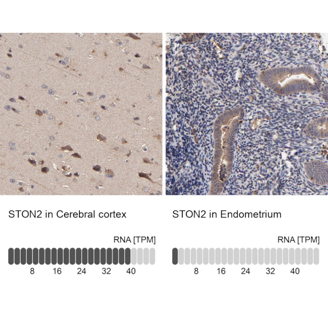 STON2 Antibody