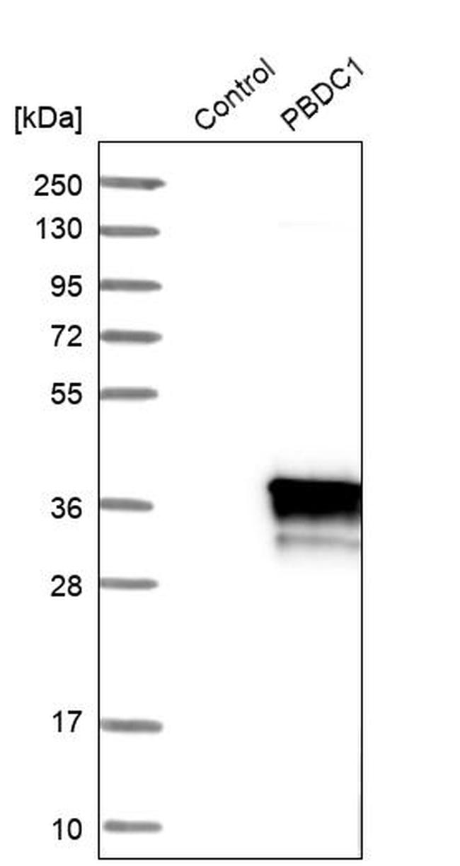 PBDC1 Antibody in Western Blot (WB)