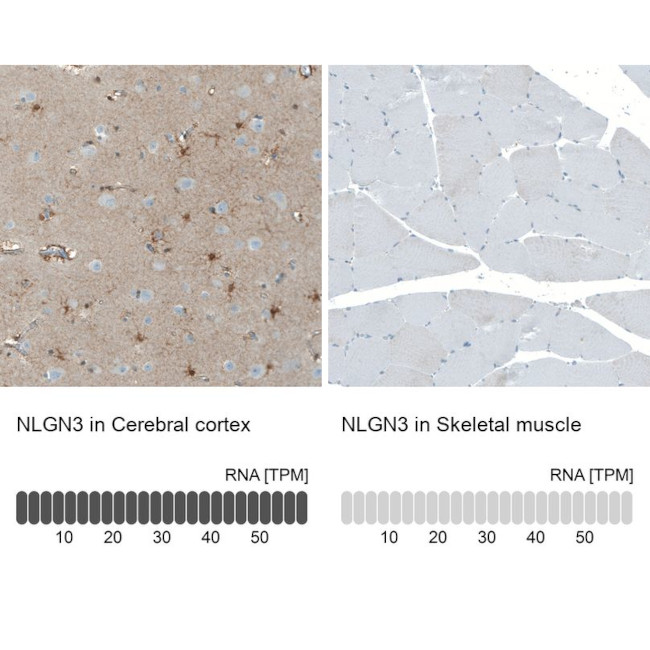 NLGN3 Antibody in Immunohistochemistry (IHC)