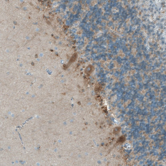 NLGN3 Antibody in Immunohistochemistry (IHC)