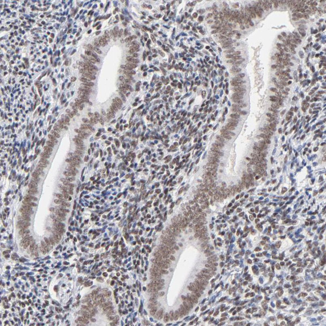 ZNF143 Antibody in Immunohistochemistry (IHC)