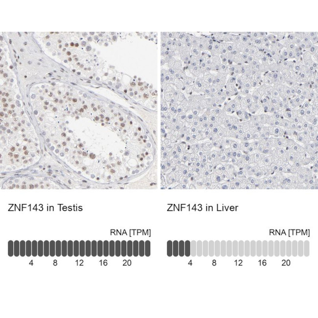 ZNF143 Antibody