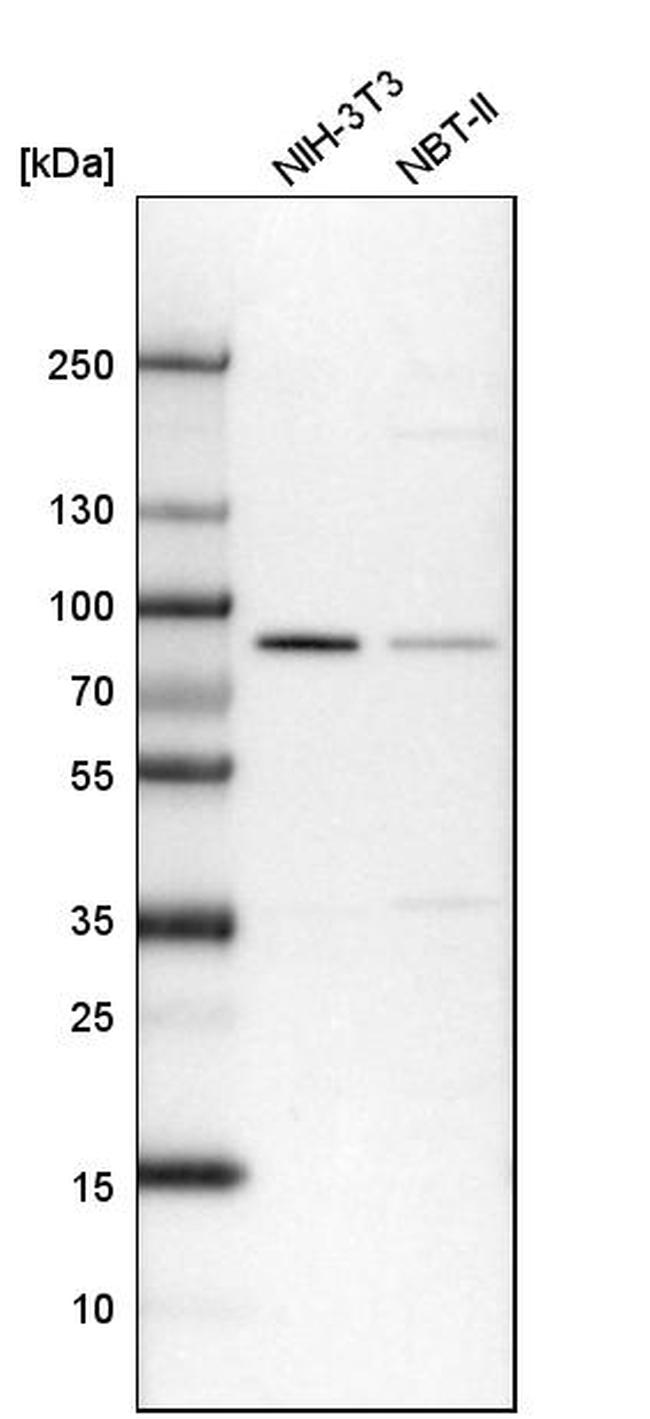 CD2AP Antibody in Western Blot (WB)