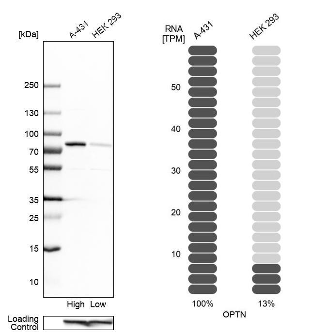 Optineurin Antibody