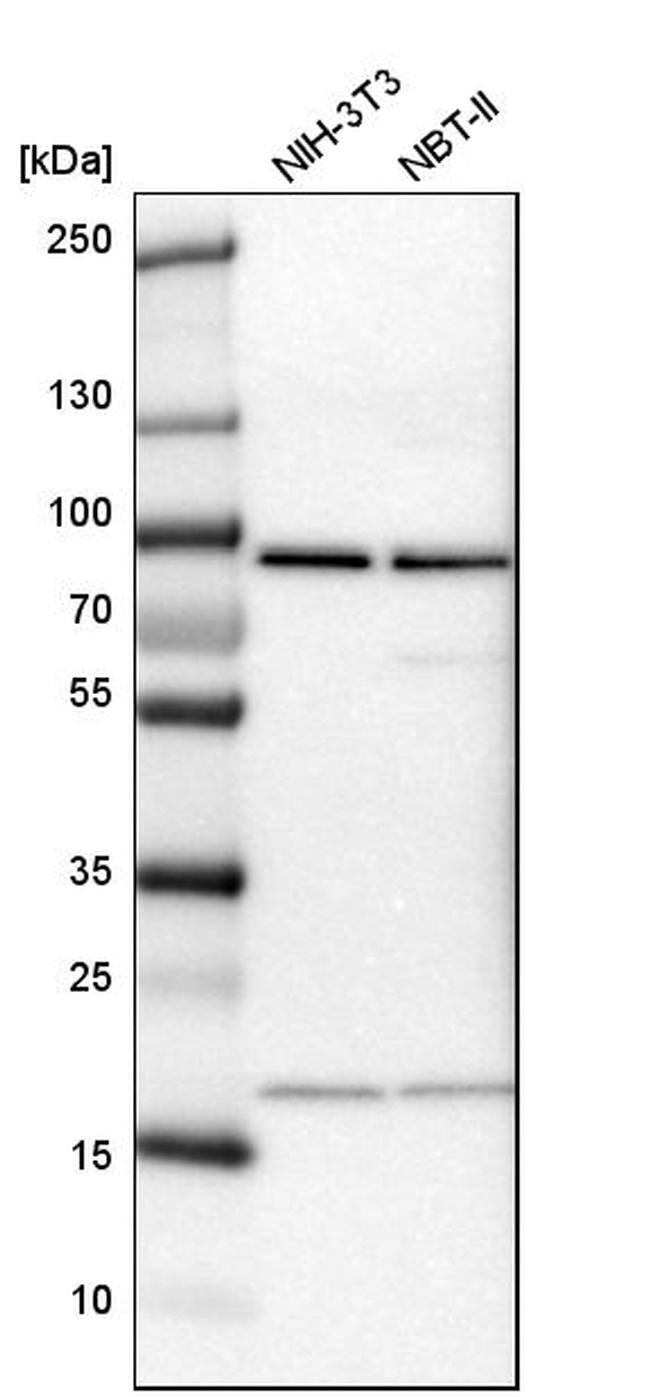 CD2AP Antibody in Western Blot (WB)