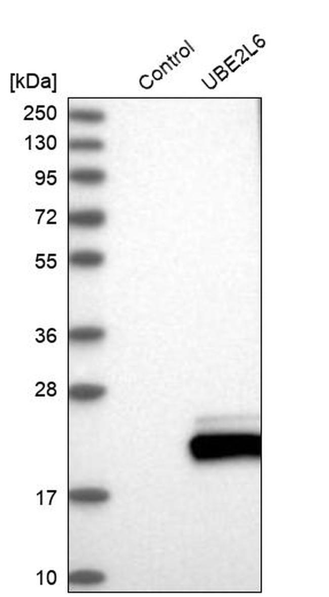 UBE2L6 Antibody in Western Blot (WB)