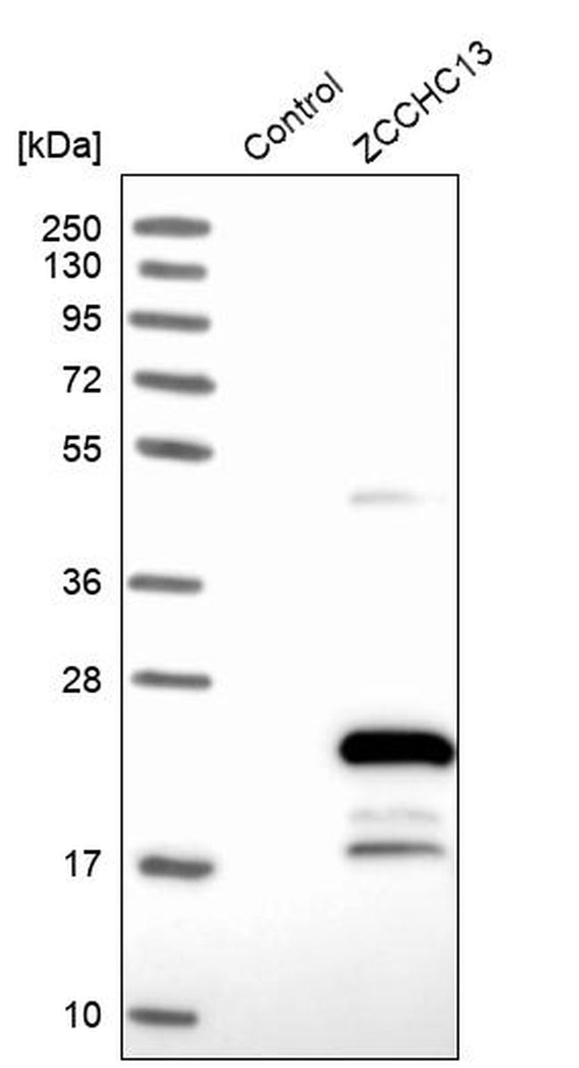 ZCCHC13 Antibody in Western Blot (WB)