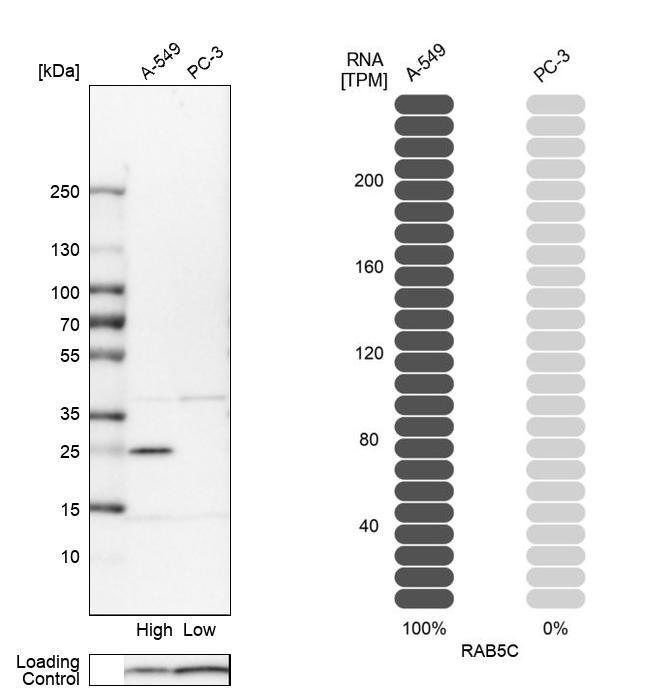 RAB5C Antibody in Western Blot (WB)