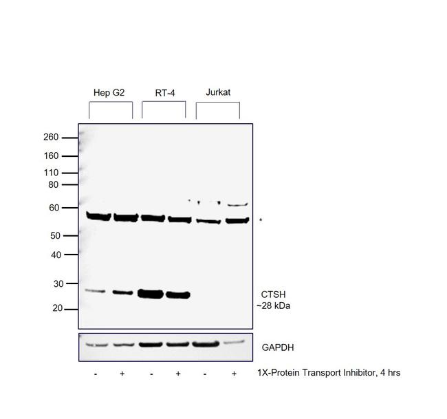 Cathepsin H Antibody in Western Blot (WB)