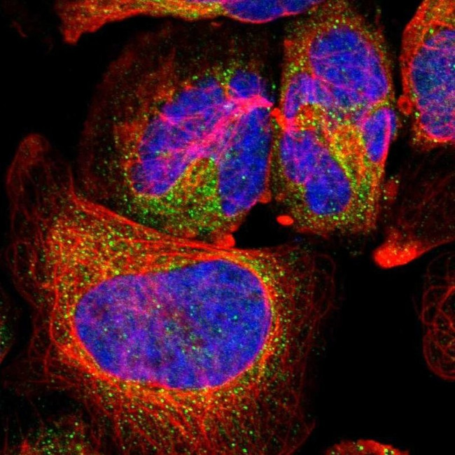 Cathepsin H Antibody in Immunocytochemistry (ICC/IF)