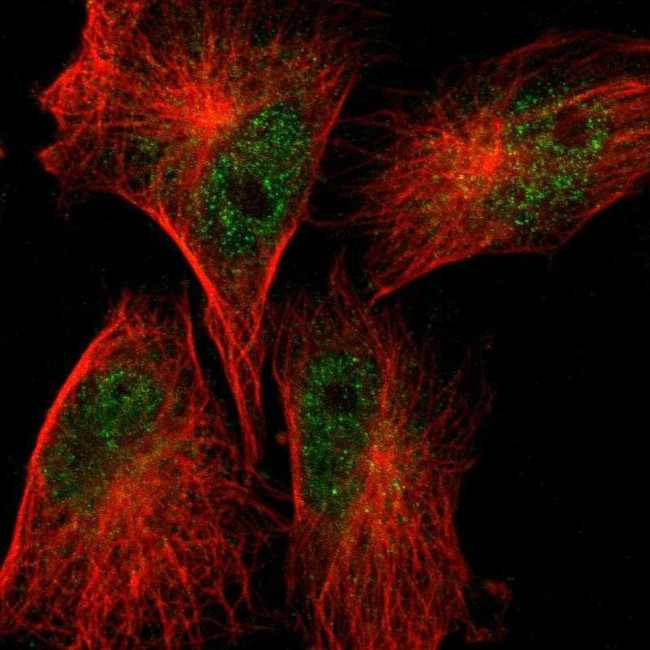 SCFD1 Antibody in Immunocytochemistry (ICC/IF)