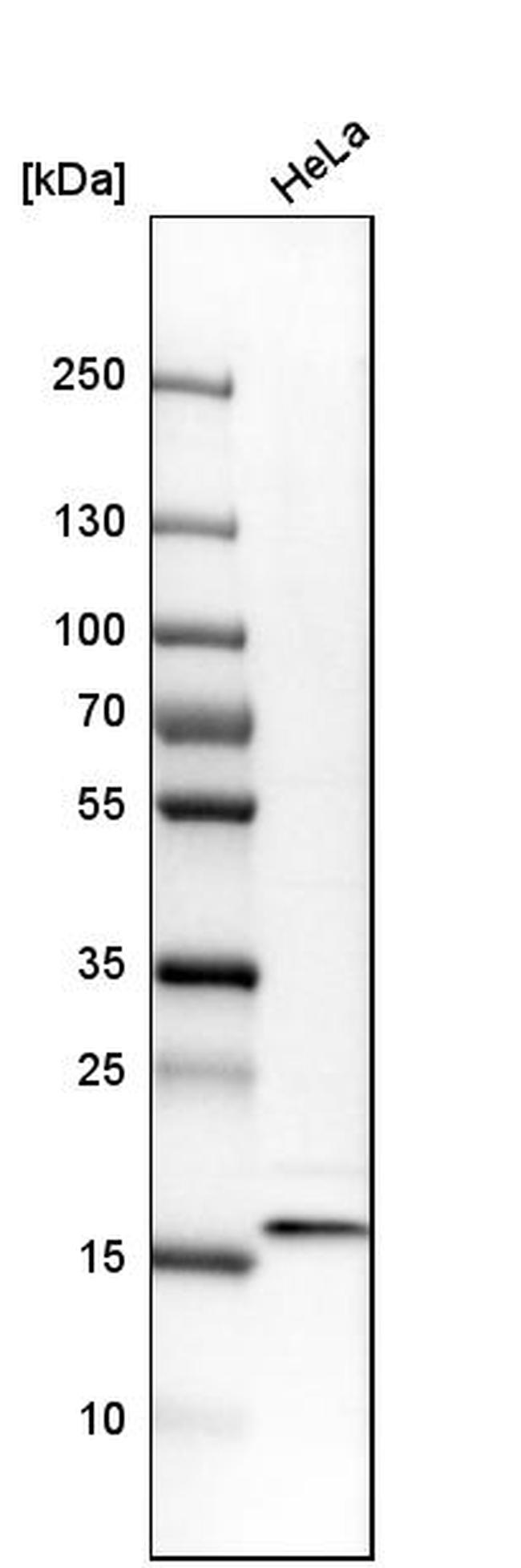 RBM3 Antibody in Western Blot (WB)