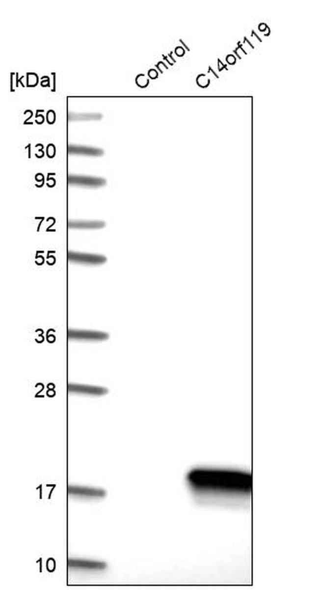 C14orf119 Antibody in Western Blot (WB)