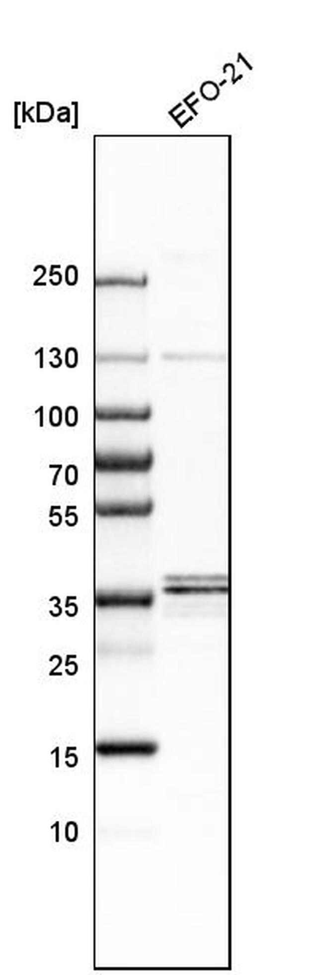 RRAGA/RRAGB Antibody in Western Blot (WB)