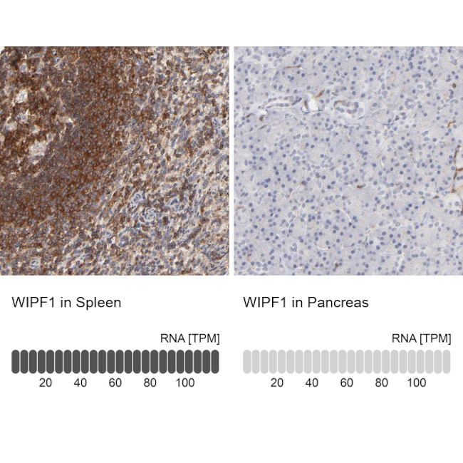 WIPF1 Antibody