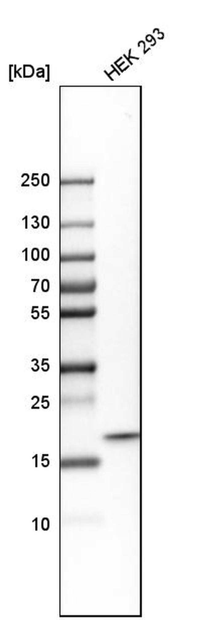 NDUFS4 Antibody in Western Blot (WB)