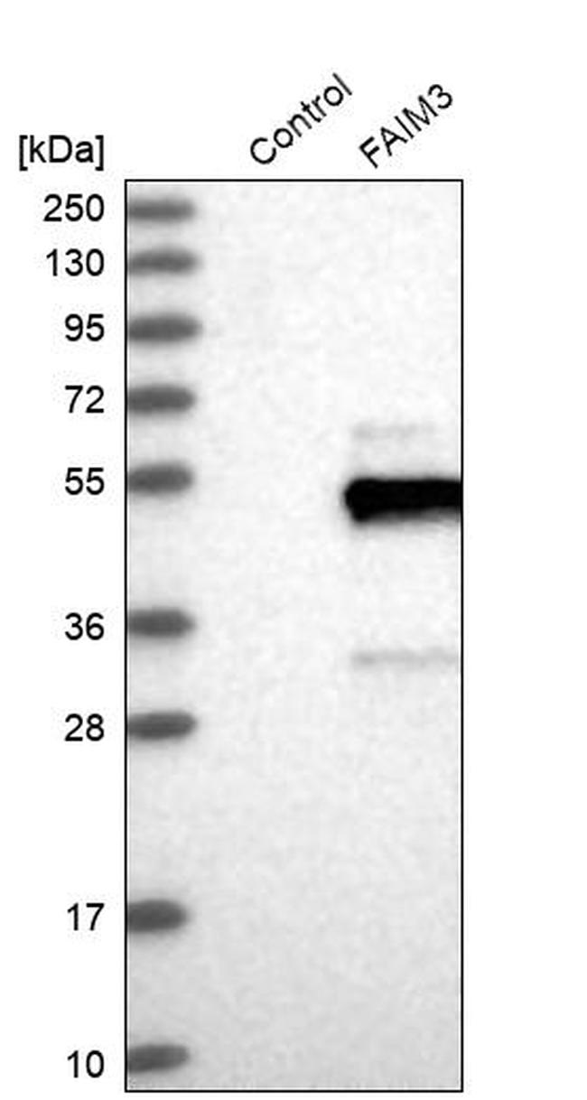 FAIM3 Antibody in Western Blot (WB)