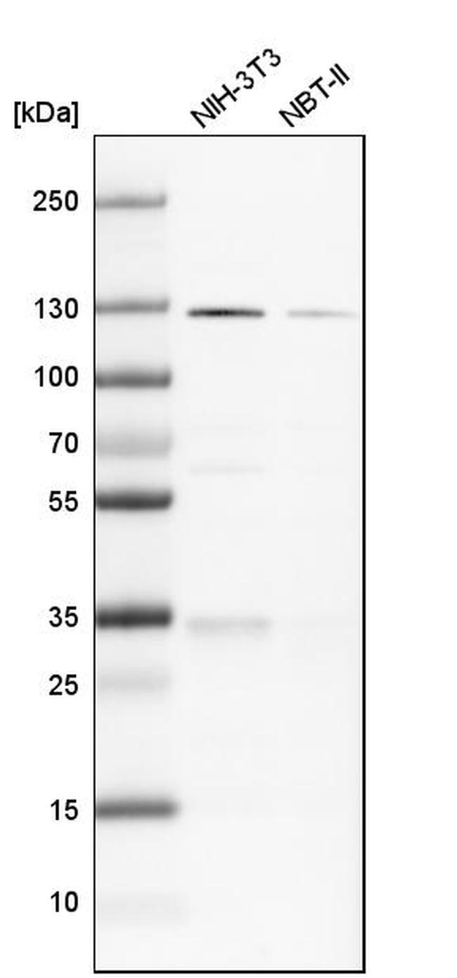 PKN1 Antibody in Western Blot (WB)