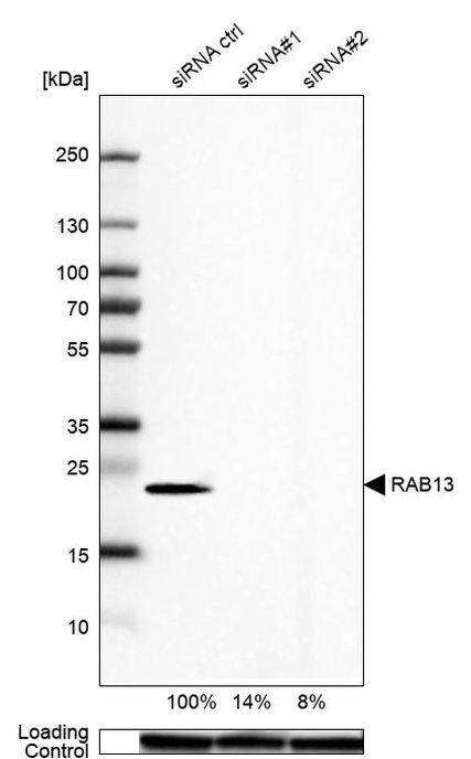 RAB13 Antibody