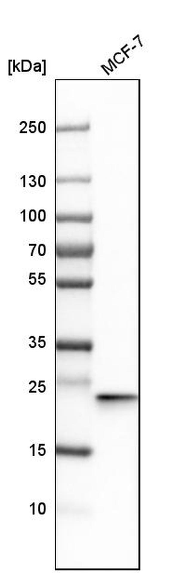 RAB13 Antibody in Western Blot (WB)