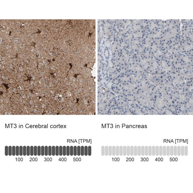 MT3 Antibody