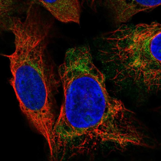 DNAAF2 Antibody in Immunocytochemistry (ICC/IF)