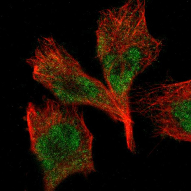 TAF10 Antibody in Immunocytochemistry (ICC/IF)