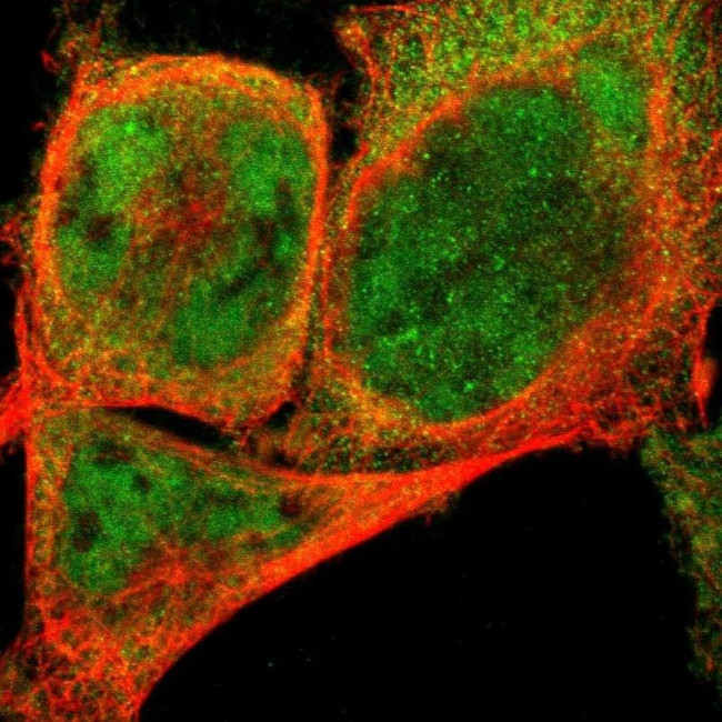 NEMF Antibody in Immunocytochemistry (ICC/IF)