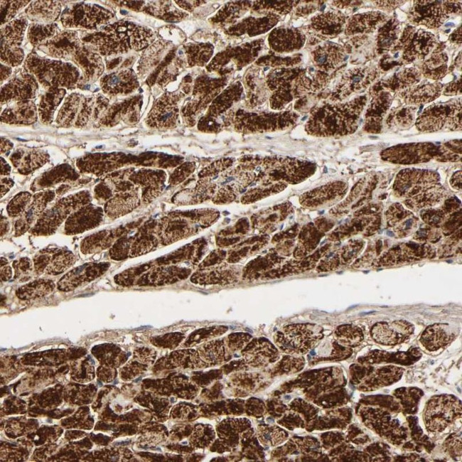 COX6B1 Antibody in Immunohistochemistry (IHC)