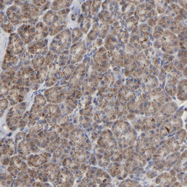 COX6B1 Antibody in Immunohistochemistry (IHC)