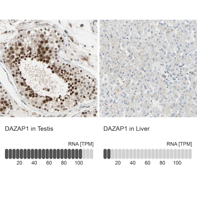 DAZAP1 Antibody