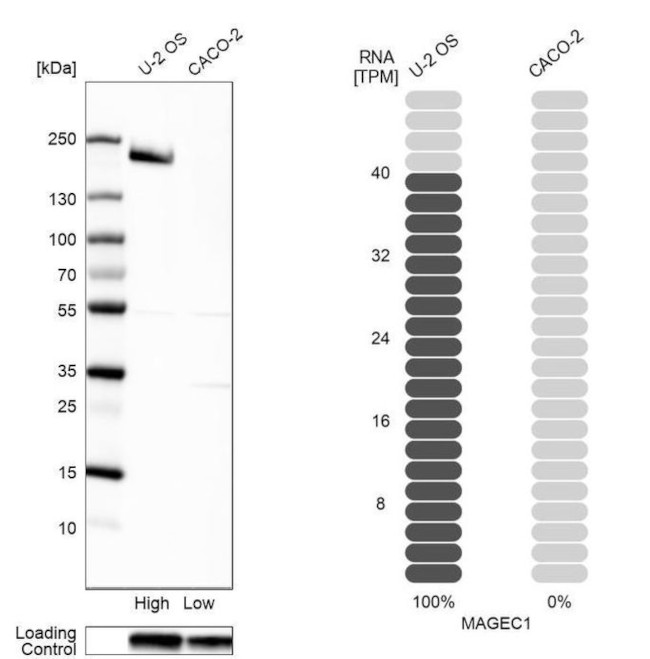 MAGEC1 Antibody