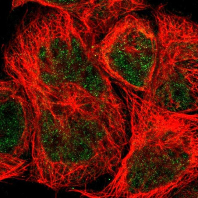 DAZAP1 Antibody in Immunocytochemistry (ICC/IF)