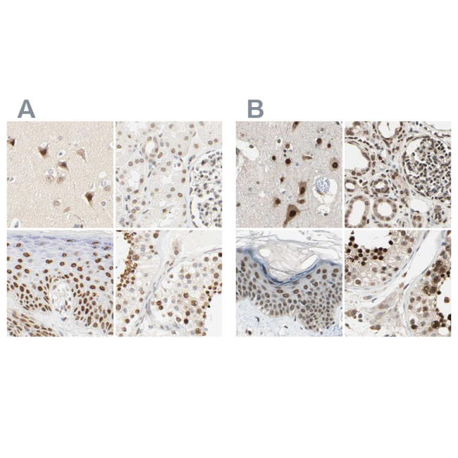 DAZAP1 Antibody in Immunohistochemistry (IHC)