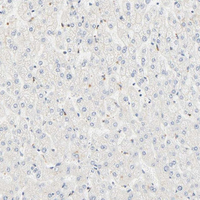 DAZAP1 Antibody in Immunohistochemistry (IHC)